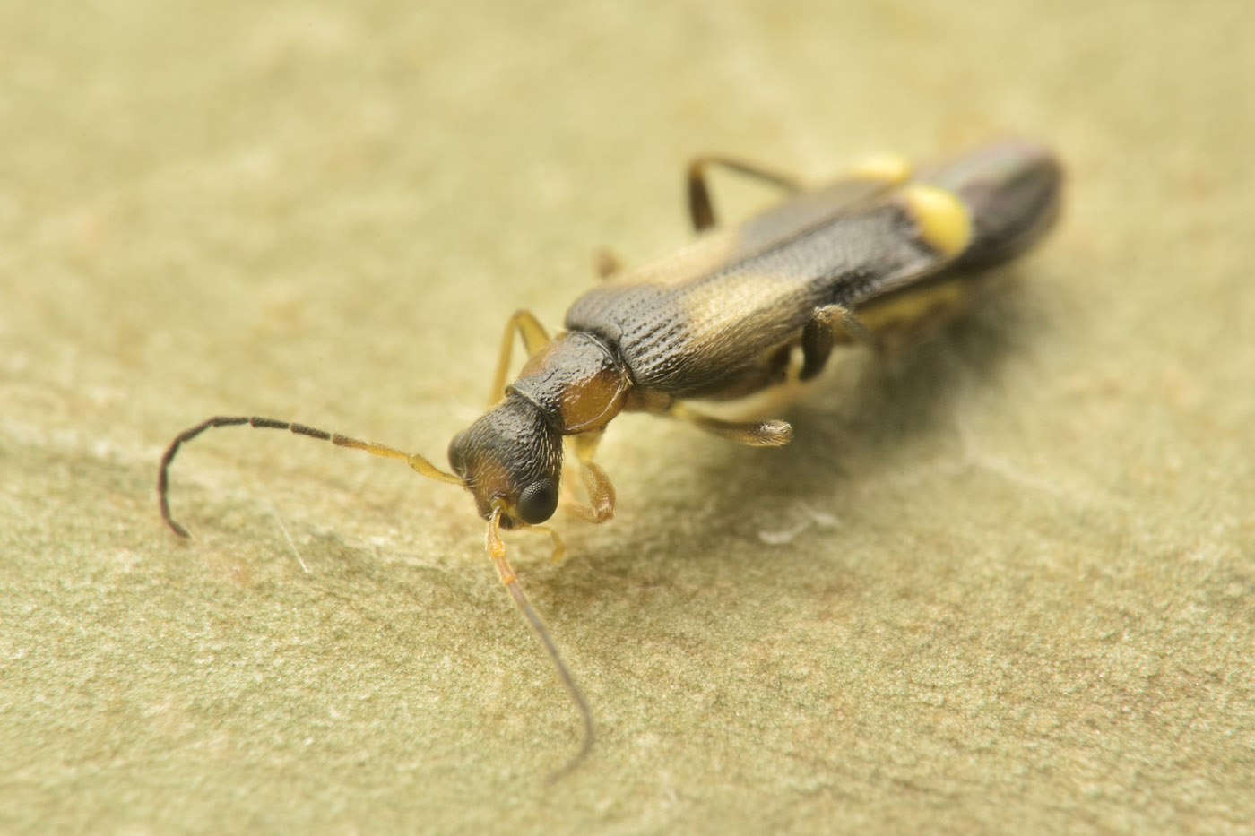 Cantharidae: Malthinus sp.?  S, Malthinus balteatus